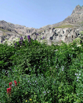 Wildflowers in Yankee Boy Basin