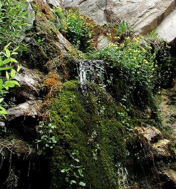 Seep along Yankee Boy Basin access road