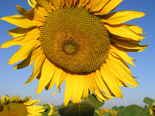 Kansas Sunflowers