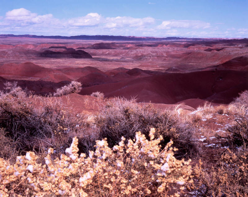 Tiponi Point Petrified Forest N.P.