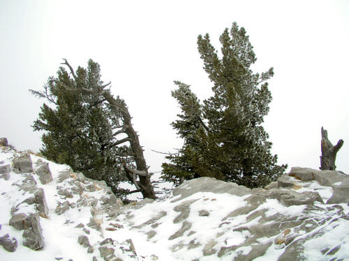 Sandia Crest in Winter