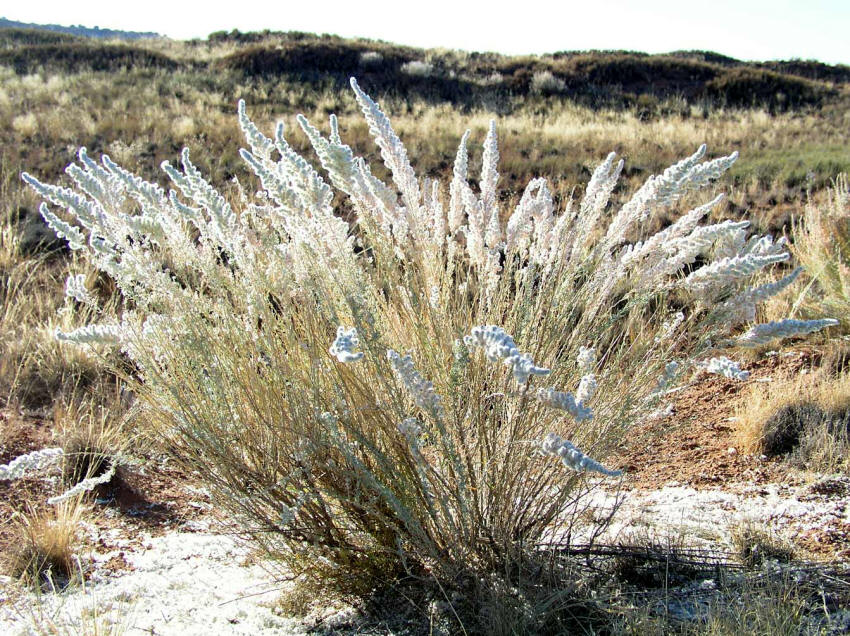 Backlite plant