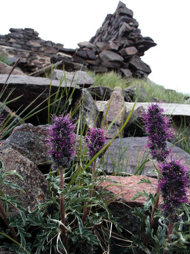 Wildflowers below Engineer Pass