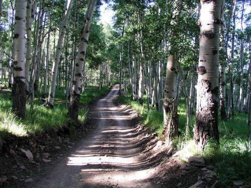 Aspen along Last Dollar Road