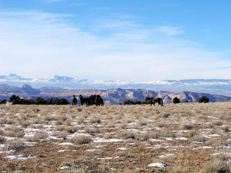 Wild Horses on the San Rafael Swell