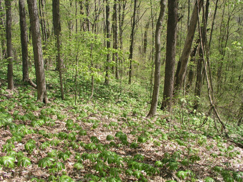 May Apples Engelmann Woods Natural Area