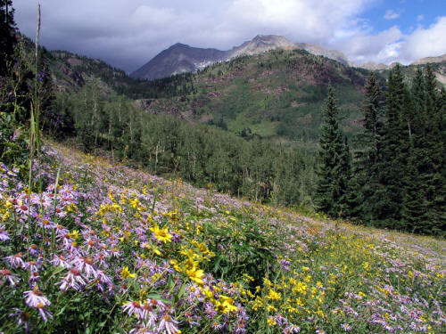 Wildflowers in Lead King Basin