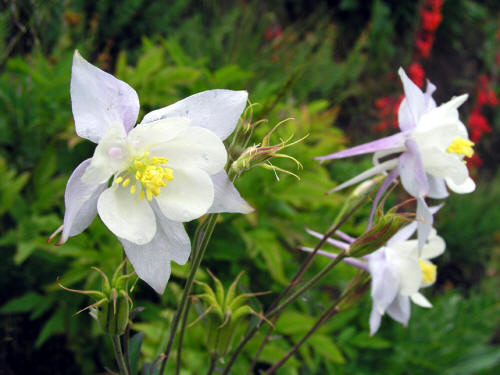 Columbine in Lead King Basin