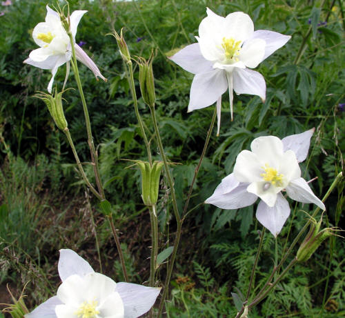 Columbine in Lead King Basin
