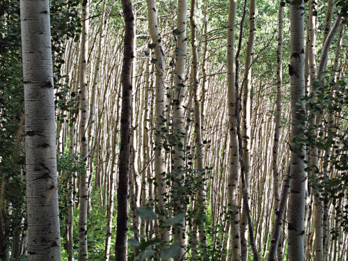 Owl Creek Pass Aspen
