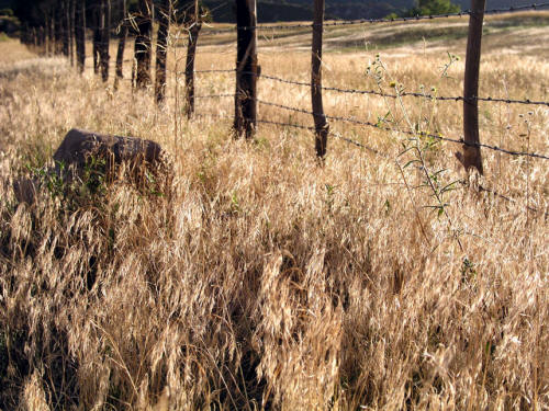 Owl Creek Pass Fence