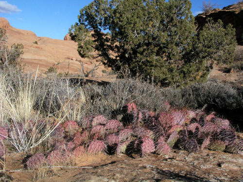 Poison Spider Mesa