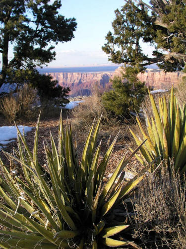 Navajo Point Grand Canyon