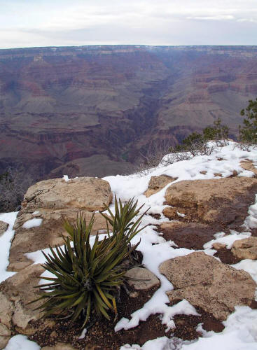 Yavapai Point Grand Canyon