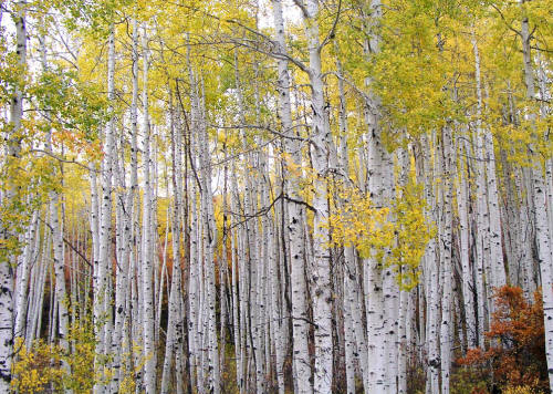 Fall Aspen along CR 3