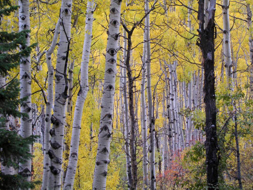 Fall Aspen along CR 3