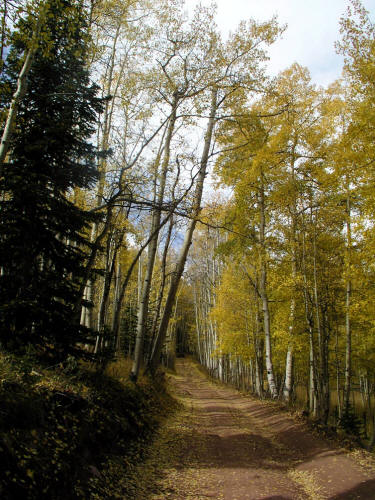 Capitol Creek Road Fall Color