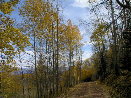 Capitol Creek Road Fall Color