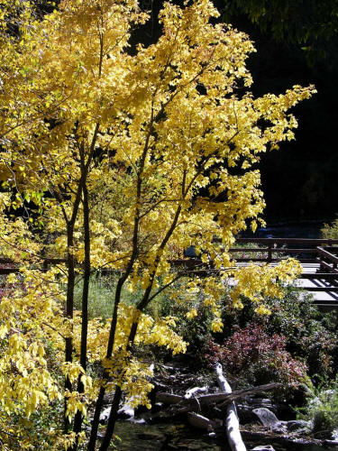 Grizzly Creek Rest Area Fall Color