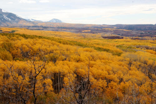 Kebler Pass Fall Color