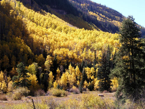 East Vail Fall Color