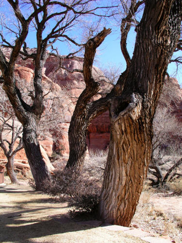 Hole in the Rock Rest Stop Cottonwoods