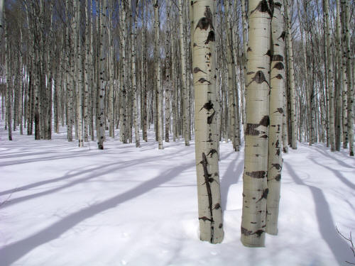 McClure Pass