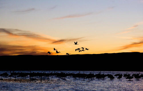 Bosque del Apache National Wildlife Refuge