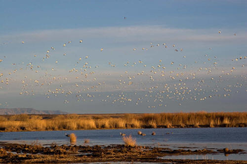 Bosque del Apache National Wildlife Refuge