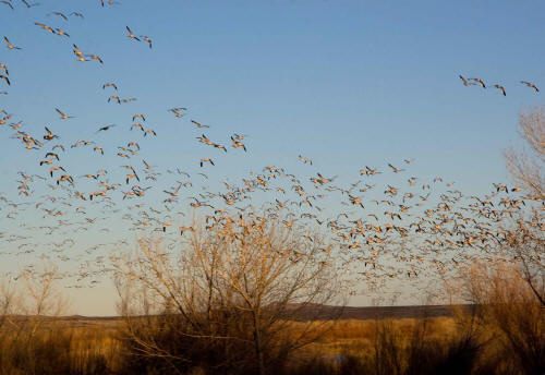 Bosque del Apache National Wildlife Refuge