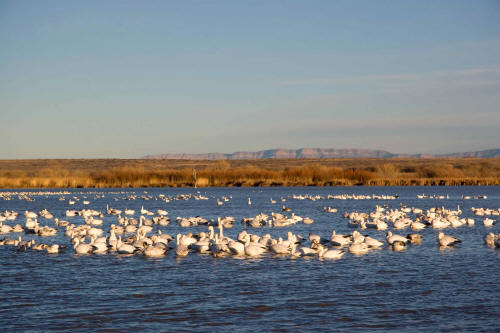 Bosque del Apache National Wildlife Refuge