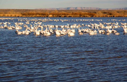 Bosque del Apache National Wildlife Refuge