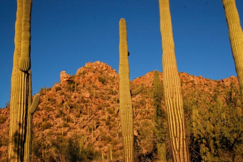 Saguaro Cactus in Saguaro National Park