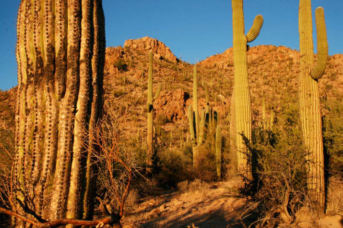 Saguaro Cactus in Saguaro National Park