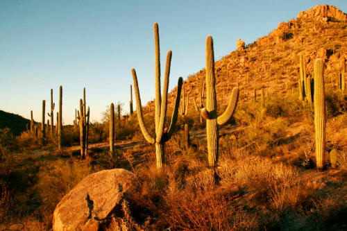 Saguaro Cactus in Saguaro National Park