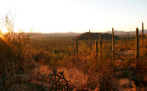 Saguaro Cactus in Saguaro National Park