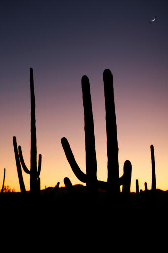 Saguaro Cactus in Saguaro National Park