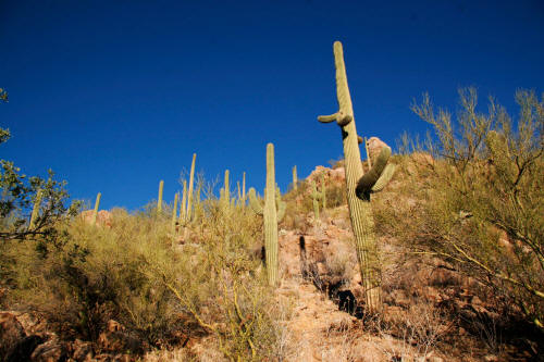 Saguaro Cactus in Saguaro National Park