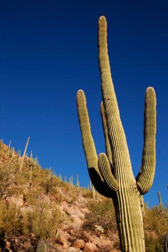 Saguaro Cactus in Saguaro National Park