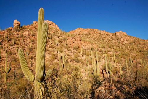 Saguaro Cactus in Saguaro National Park