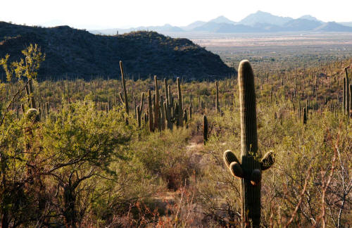 Saguaro Cactus in Saguaro National Park