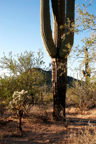 Saguaro Cactus in Saguaro National Park