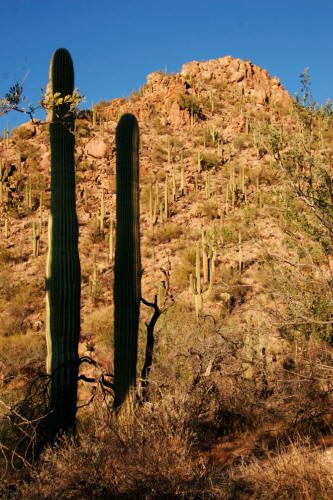 Saguaro Cactus in Saguaro National Park