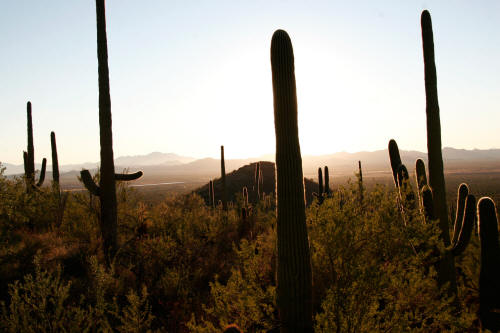 Saguaro Cactus in Saguaro National Park