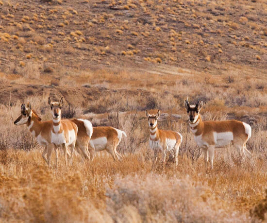 Utah Antelope