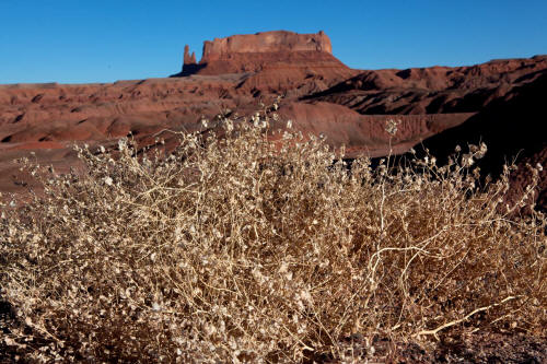 Round Rock Chinle Formation