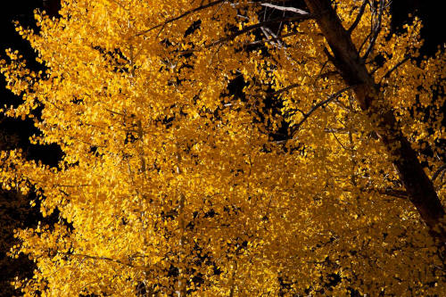 Fall Color along Bear Lake Road