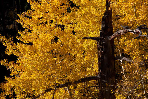 Fall Color along Bear Lake Road