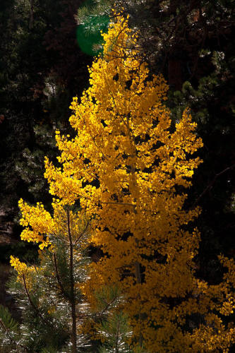 Fall Color along Bear Lake Road