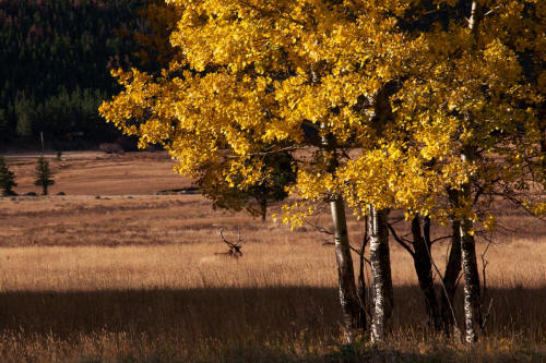 Fall Color along Bear Lake Road